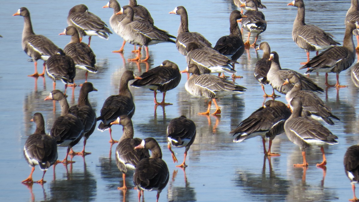 Greater White-fronted Goose - ML409232091