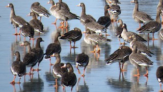 Greater White-fronted Goose, ML409232091