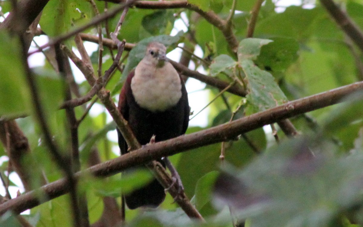 White-throated Ground Dove - Kevin McGowan