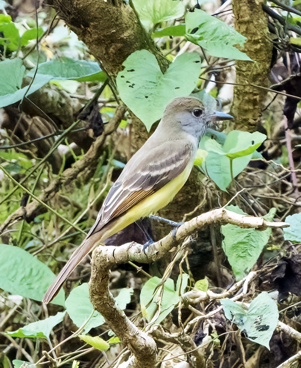 Great Crested Flycatcher - ML409232991