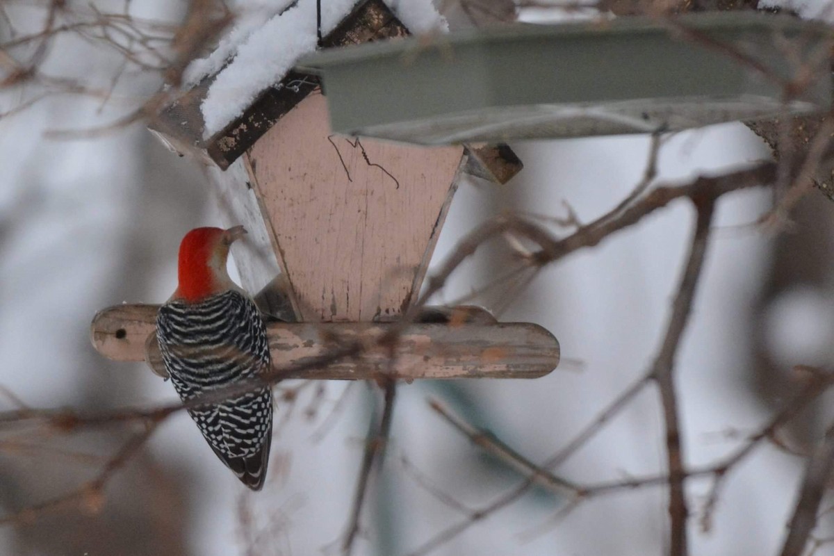 Red-bellied Woodpecker - Monica Siebert