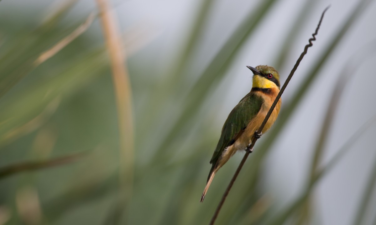 Little Bee-eater - Chris Wood