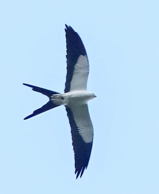 Swallow-tailed Kite - ML409238321