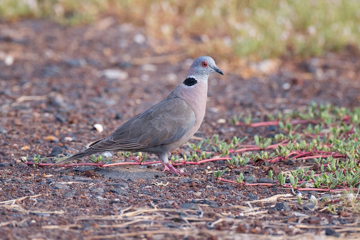 Mourning Collared-Dove - ML40924511
