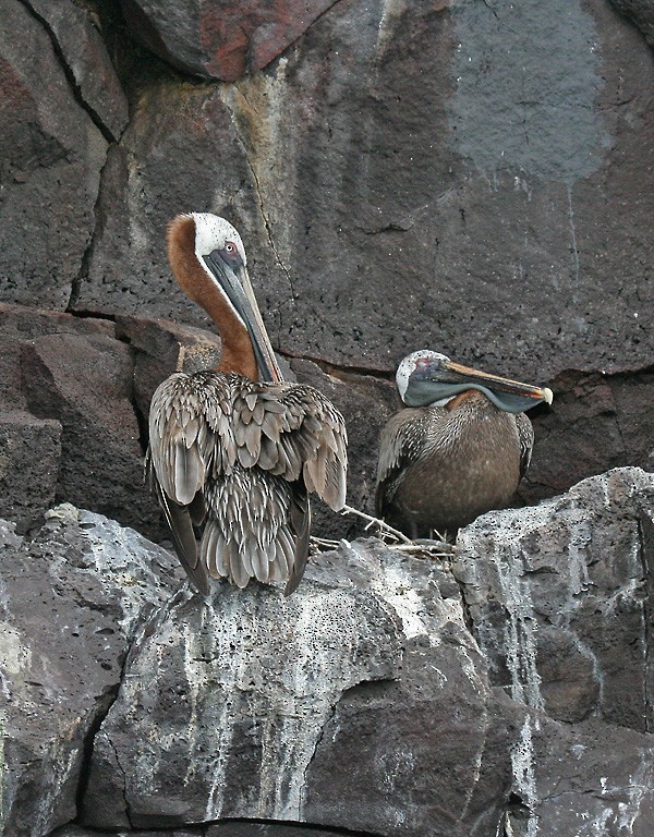 Brown Pelican (Galapagos) - ML409250751