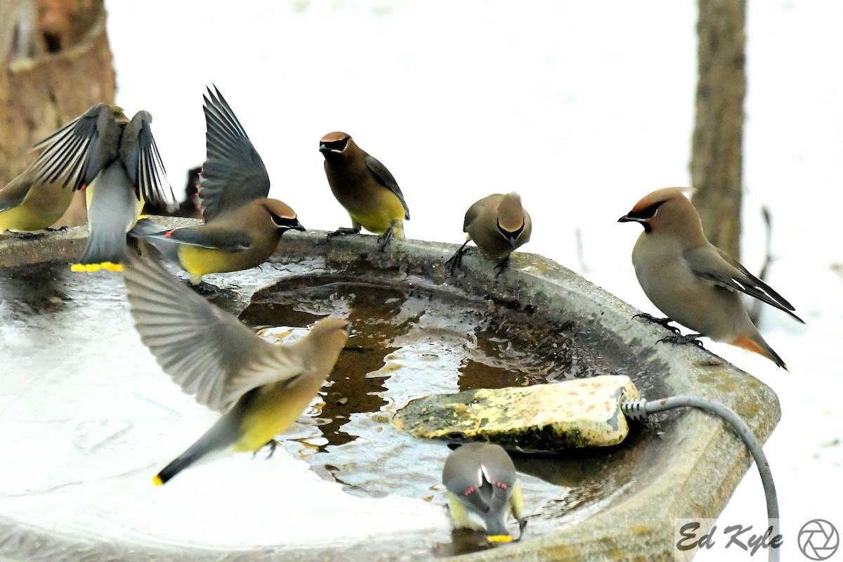 Bohemian Waxwing - undefined