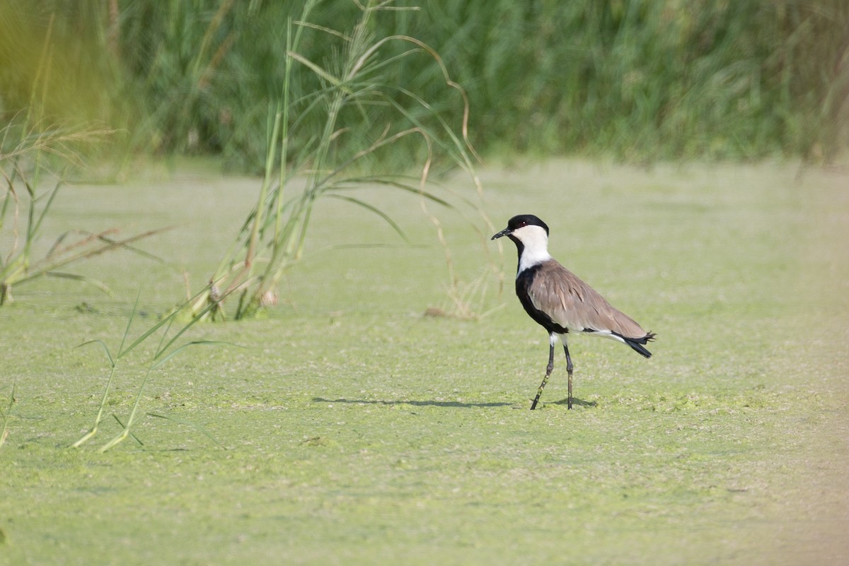 Spur-winged Lapwing - Chris Wood