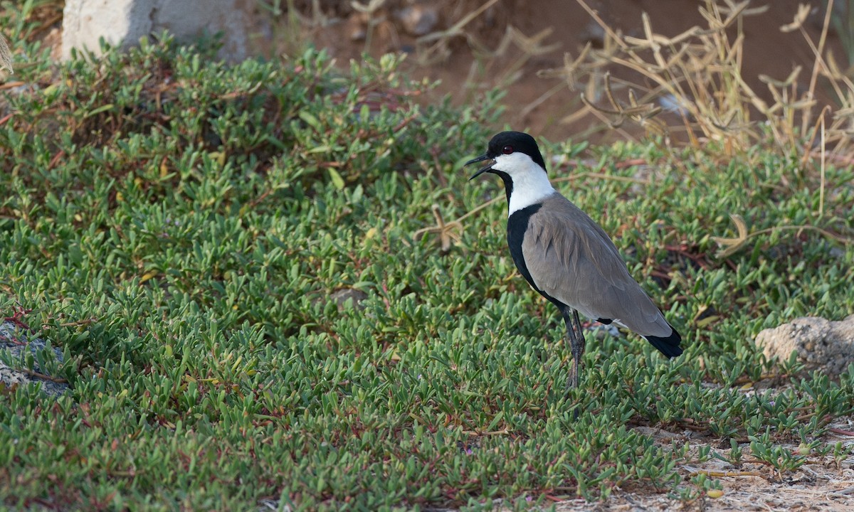 Spur-winged Lapwing - ML40925651