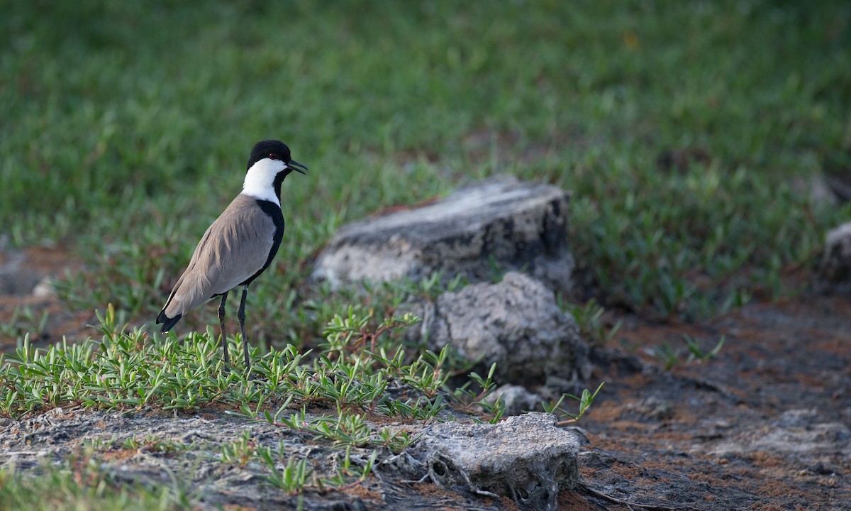Spur-winged Lapwing - ML40925721