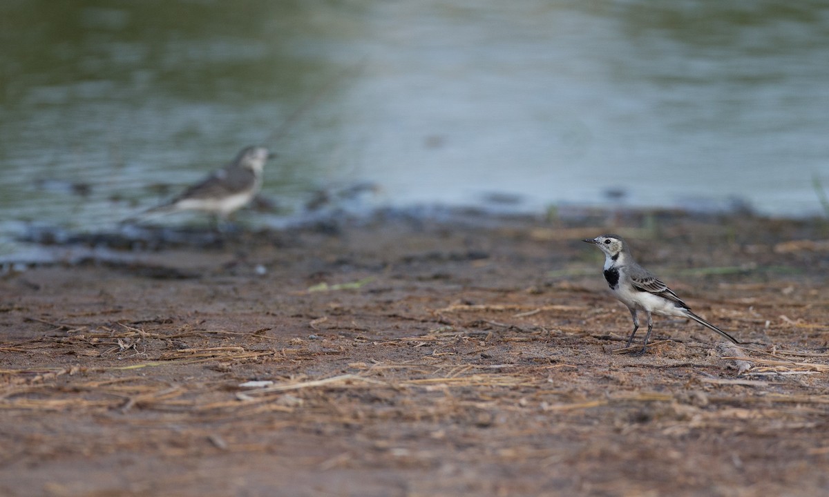 White Wagtail (White-faced) - ML40926051