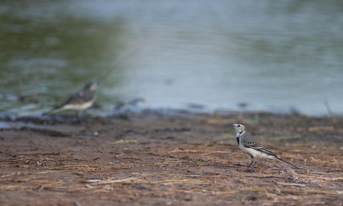 White Wagtail (White-faced) - ML40926121
