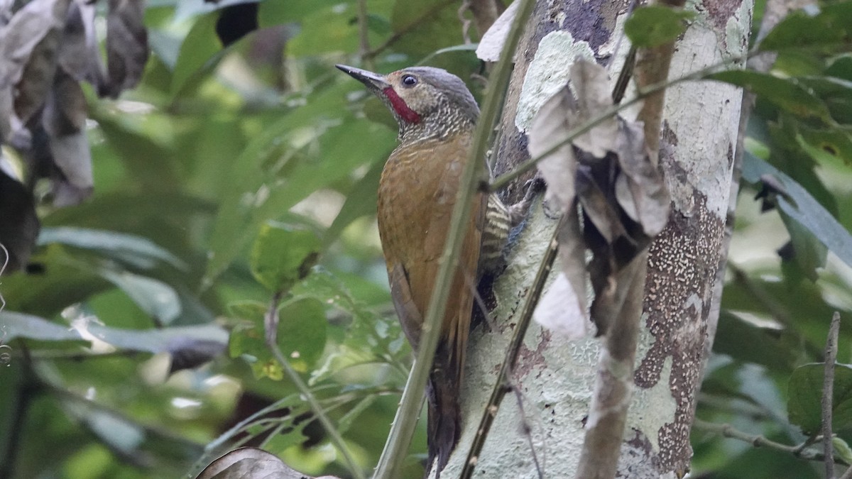 Gray-crowned Woodpecker - ML409261241