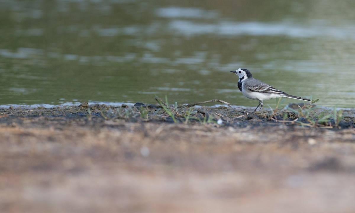 White Wagtail (White-faced) - ML40926171