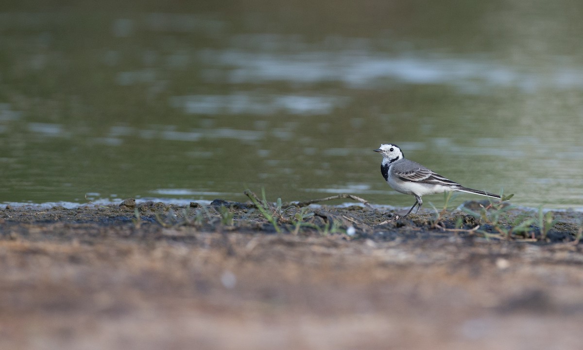 White Wagtail (White-faced) - ML40926251