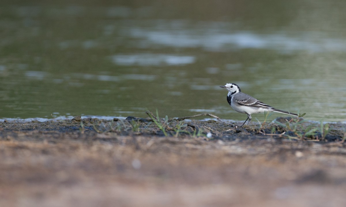 White Wagtail (White-faced) - ML40926311