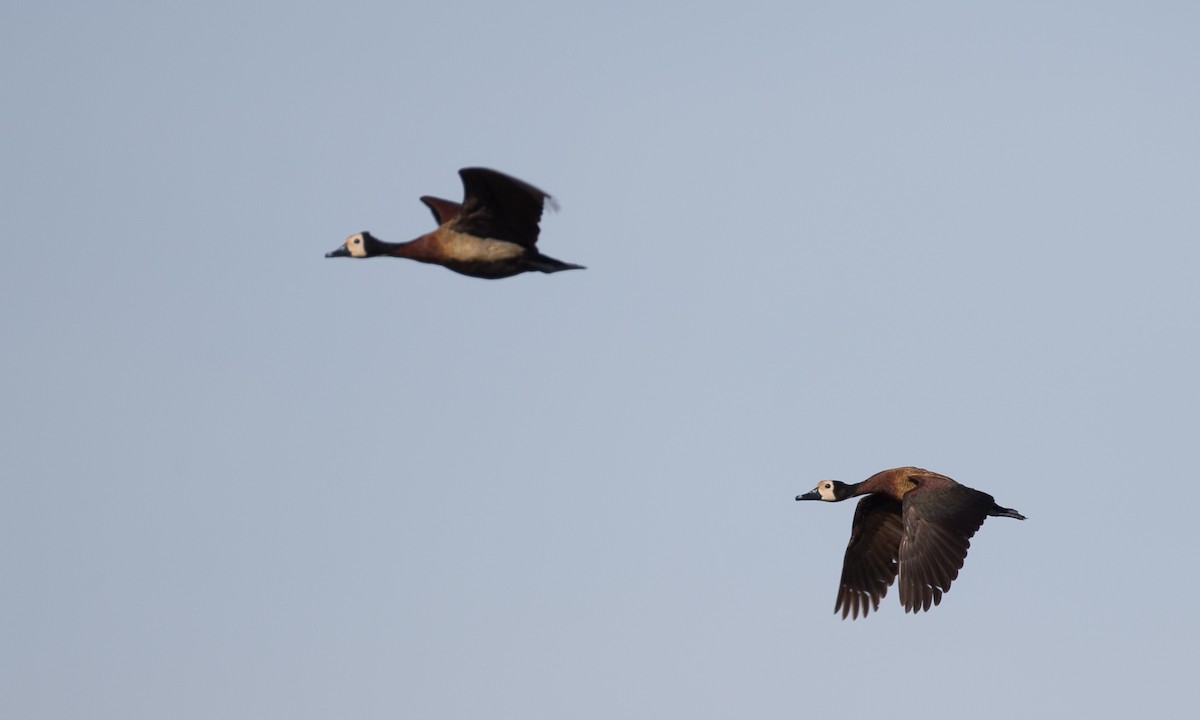 White-faced Whistling-Duck - Chris Wood