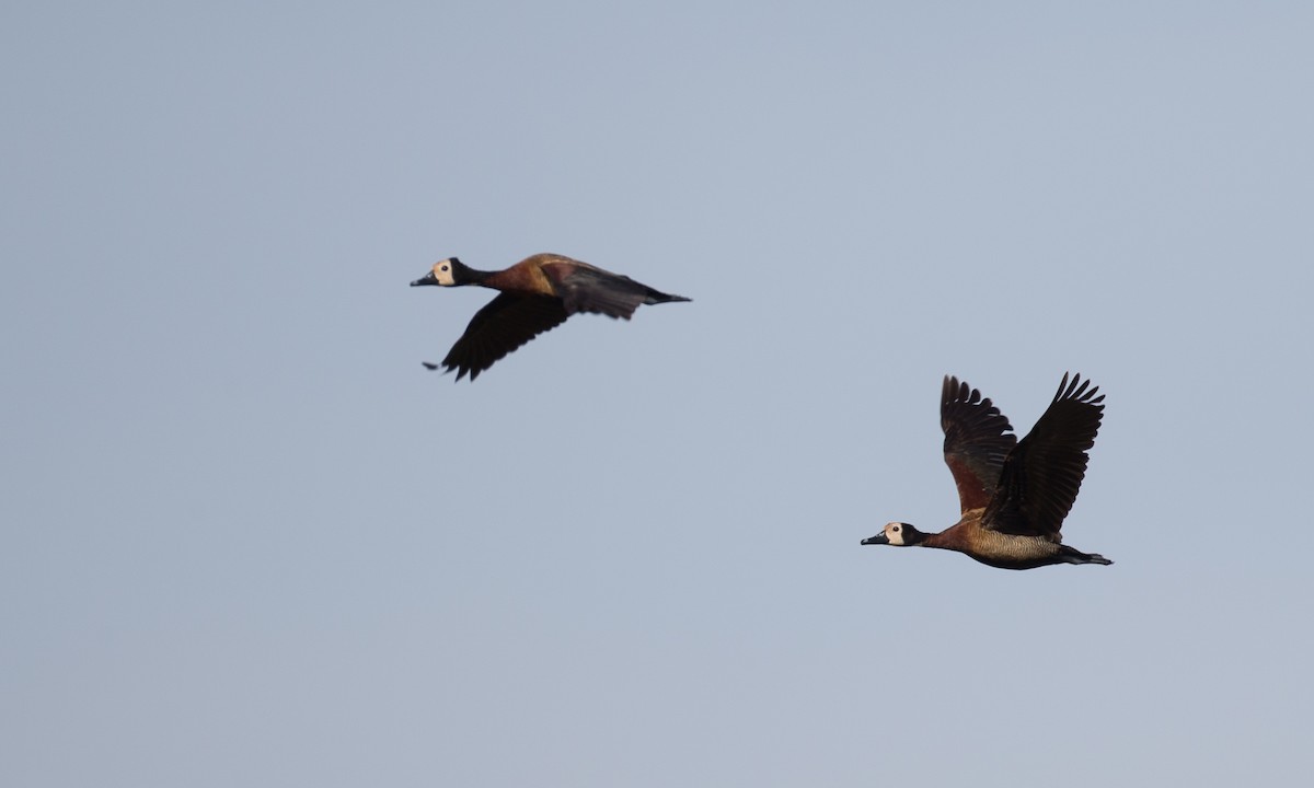 White-faced Whistling-Duck - Chris Wood