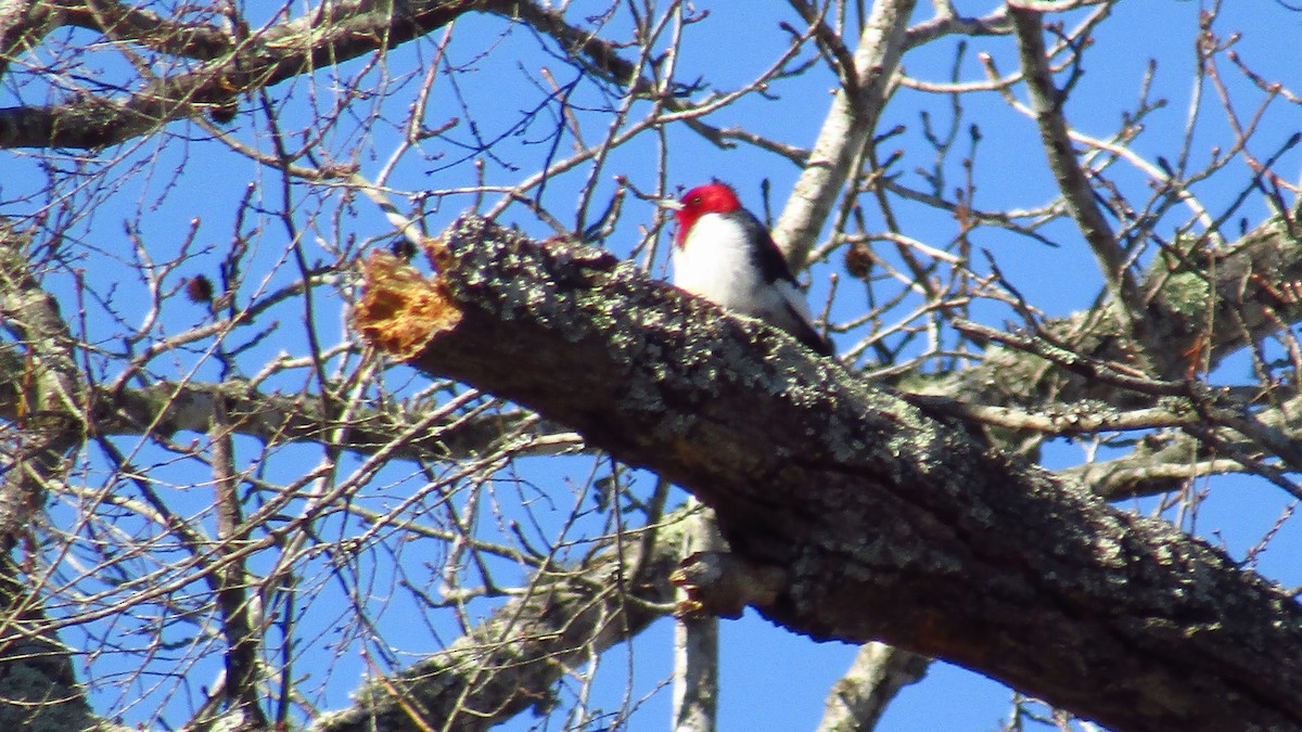 Red-headed Woodpecker - ML409263931