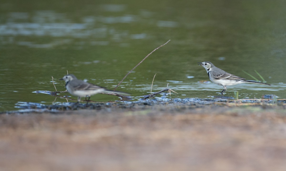 White Wagtail (White-faced) - ML40926401