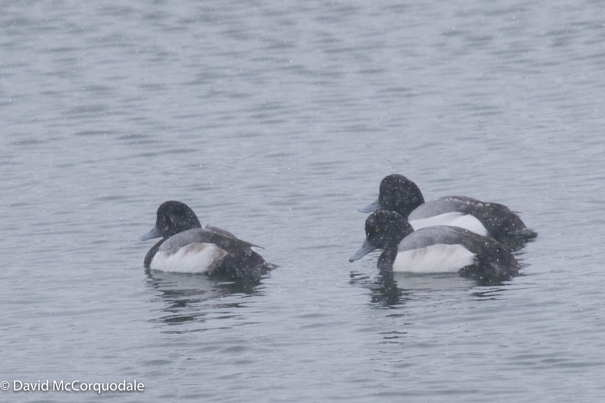 Greater Scaup - ML409264441
