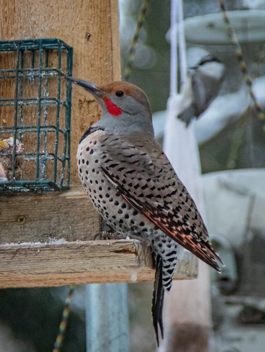 Northern Flicker (Red-shafted) - ML409267961