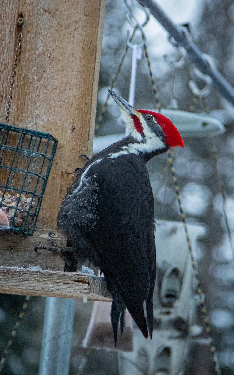 Pileated Woodpecker - bj worth