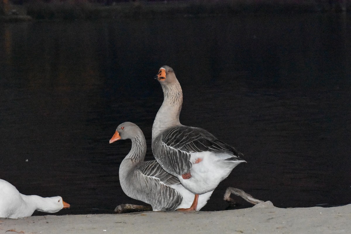 Graylag Goose (Domestic type) - ML40926831