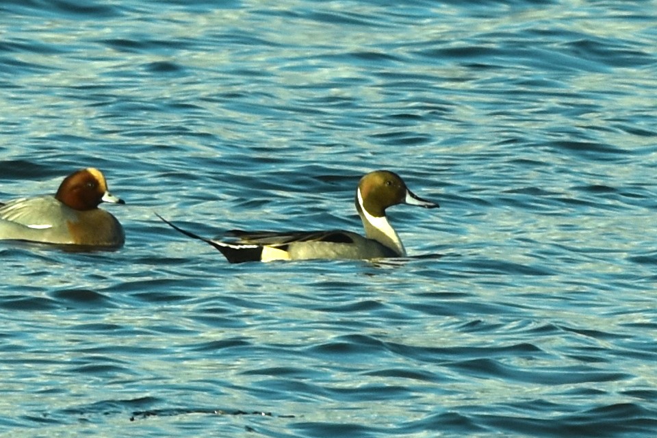 Northern Pintail - Blair Whyte
