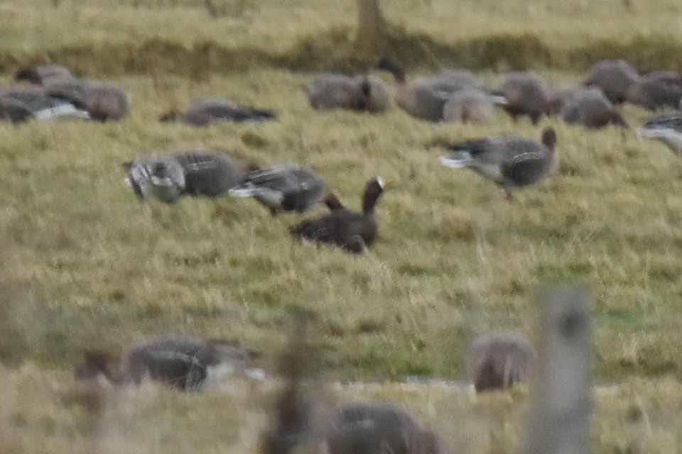 Greater White-fronted Goose (Greenland) - ML409271181