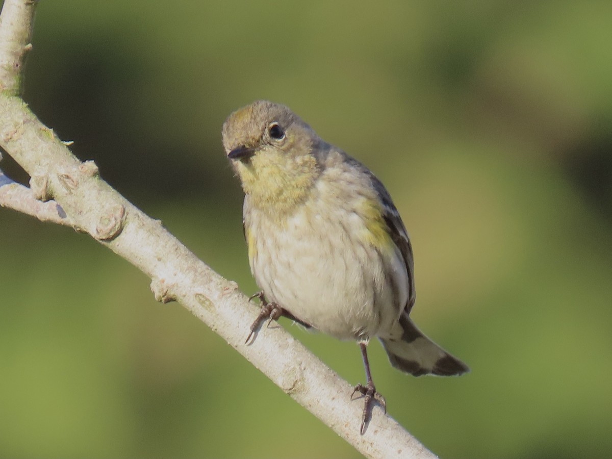 Yellow-rumped Warbler (Audubon's) - ML409271681
