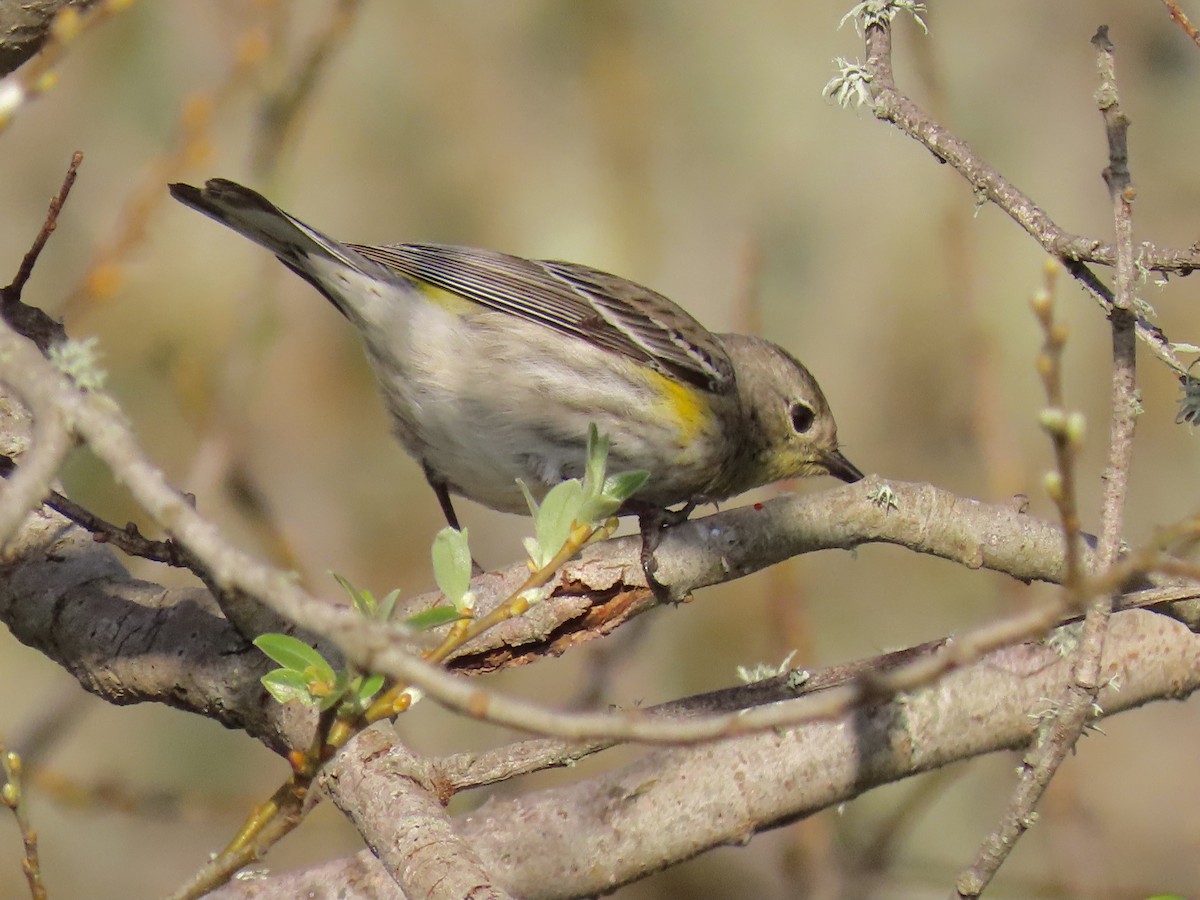 Yellow-rumped Warbler (Audubon's) - ML409271691