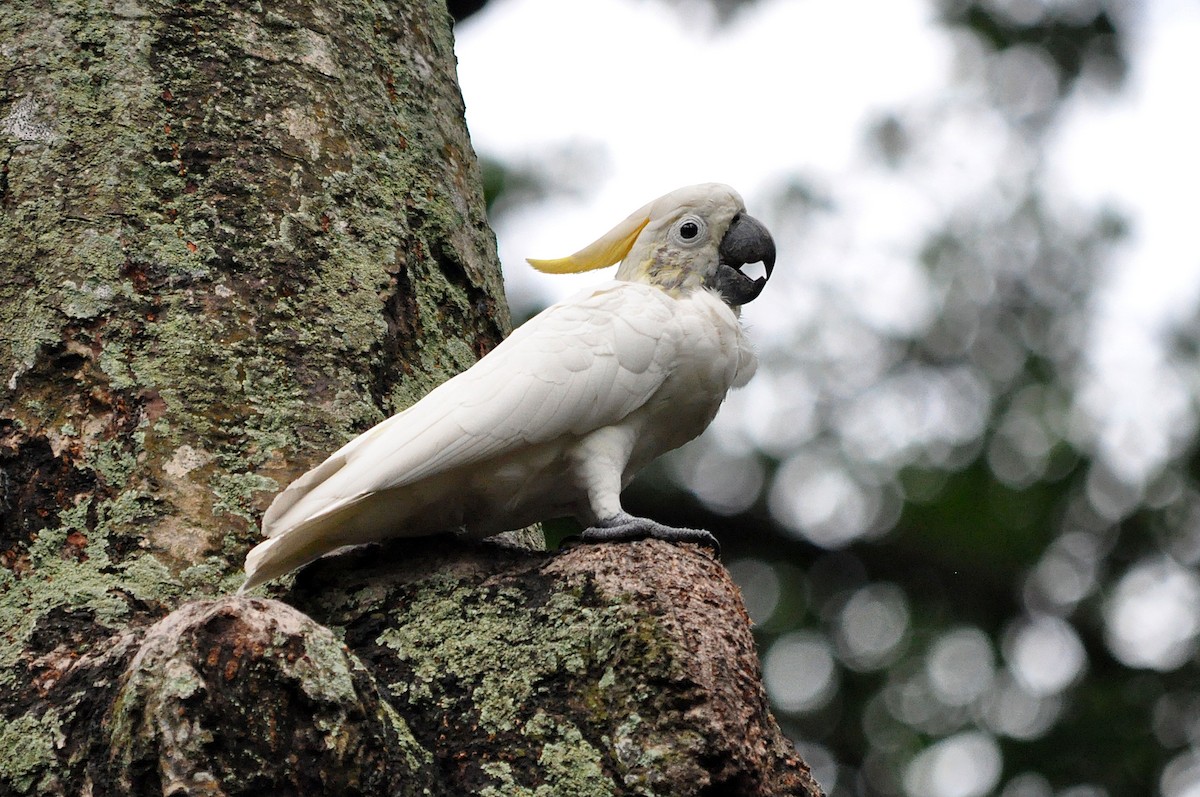 Yellow-crested Cockatoo - Antonio Ceballos Barbancho