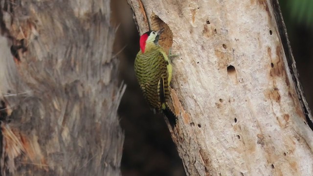 Spot-breasted Woodpecker - ML409278751