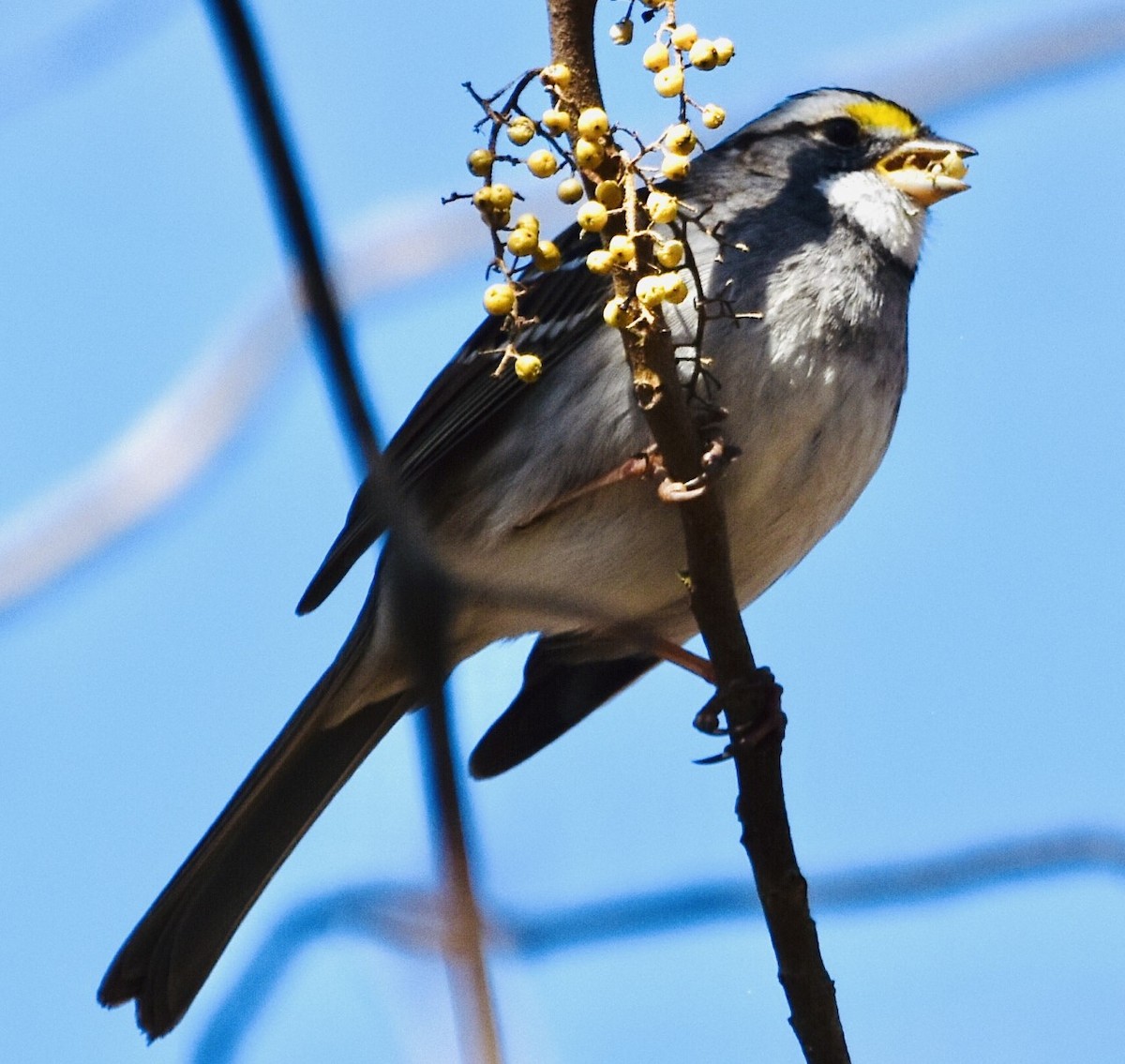 White-throated Sparrow - Jason C. Martin