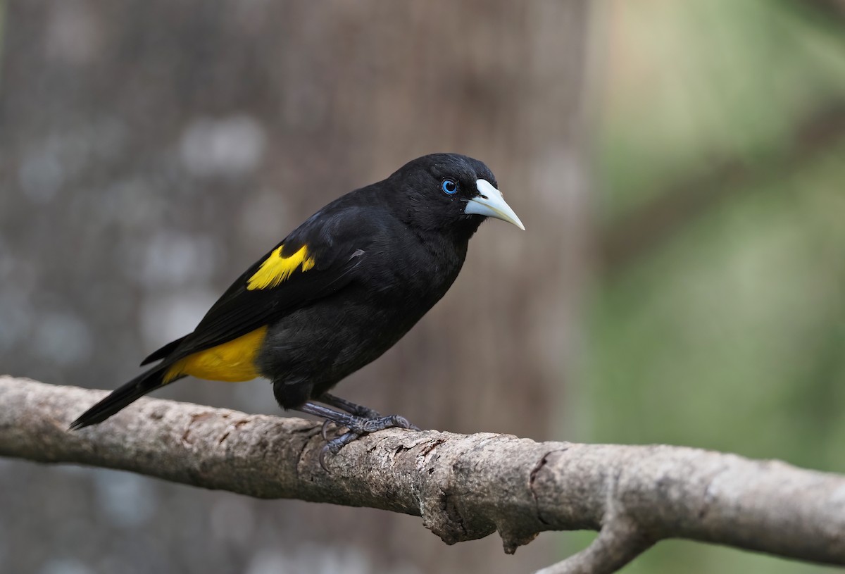 Yellow-rumped Cacique - ML409288731