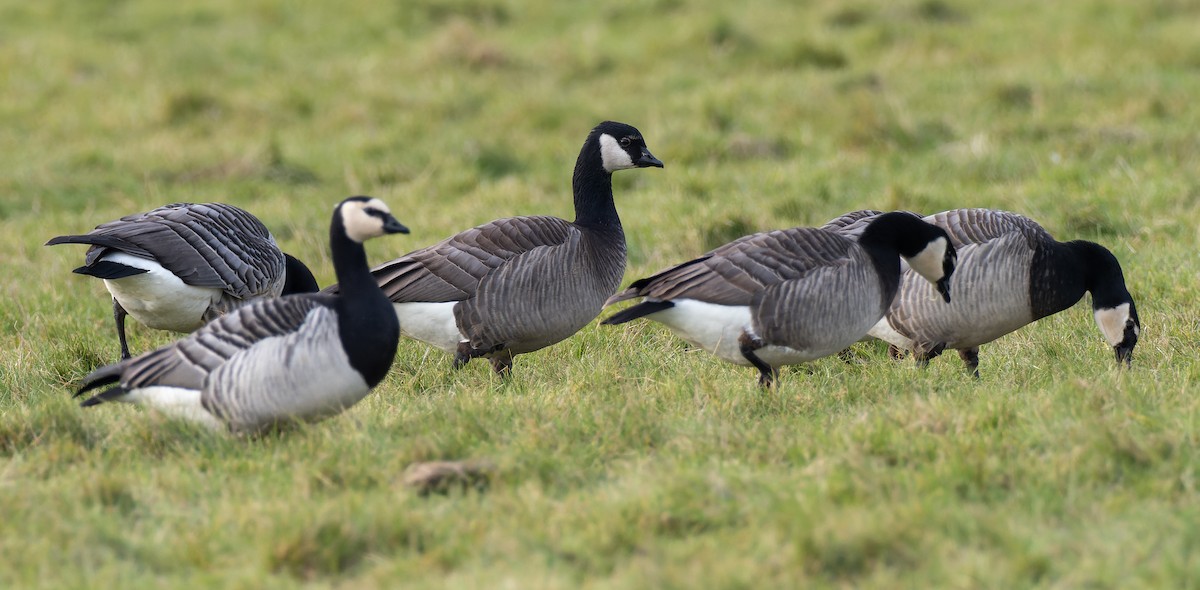 Barnacle x Canada Goose (hybrid) - Peter Kennerley