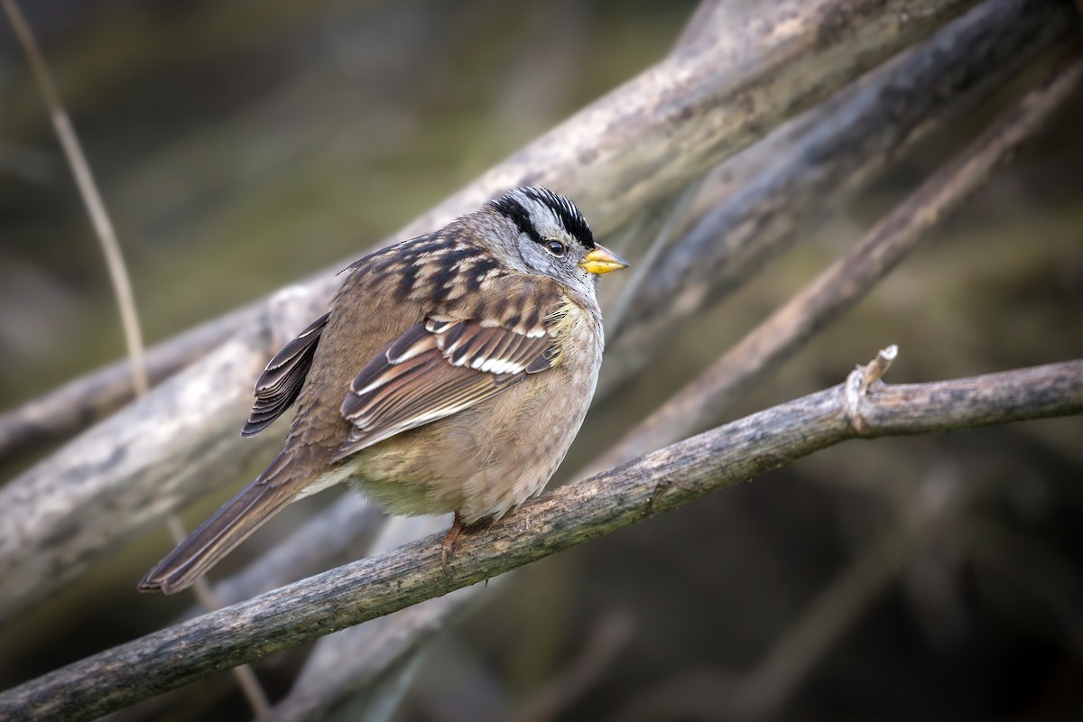White-crowned Sparrow - ML409300101