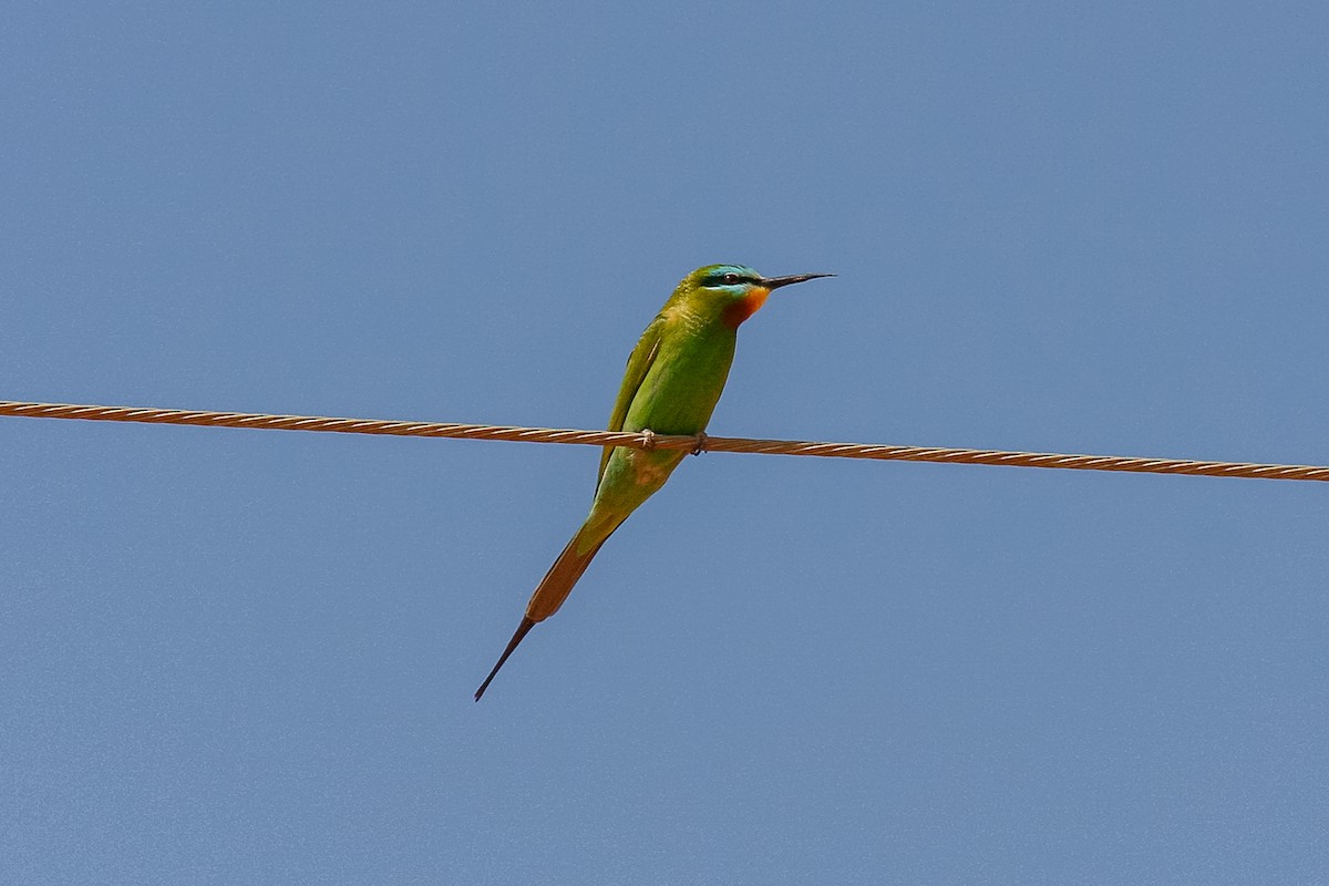 Blue-cheeked Bee-eater - Peter Kennerley