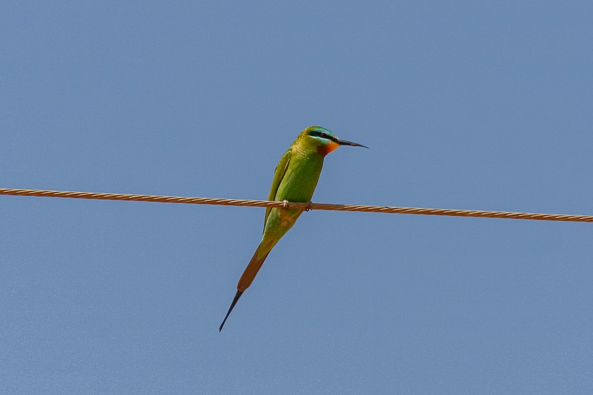 Blue-cheeked Bee-eater - ML409300711