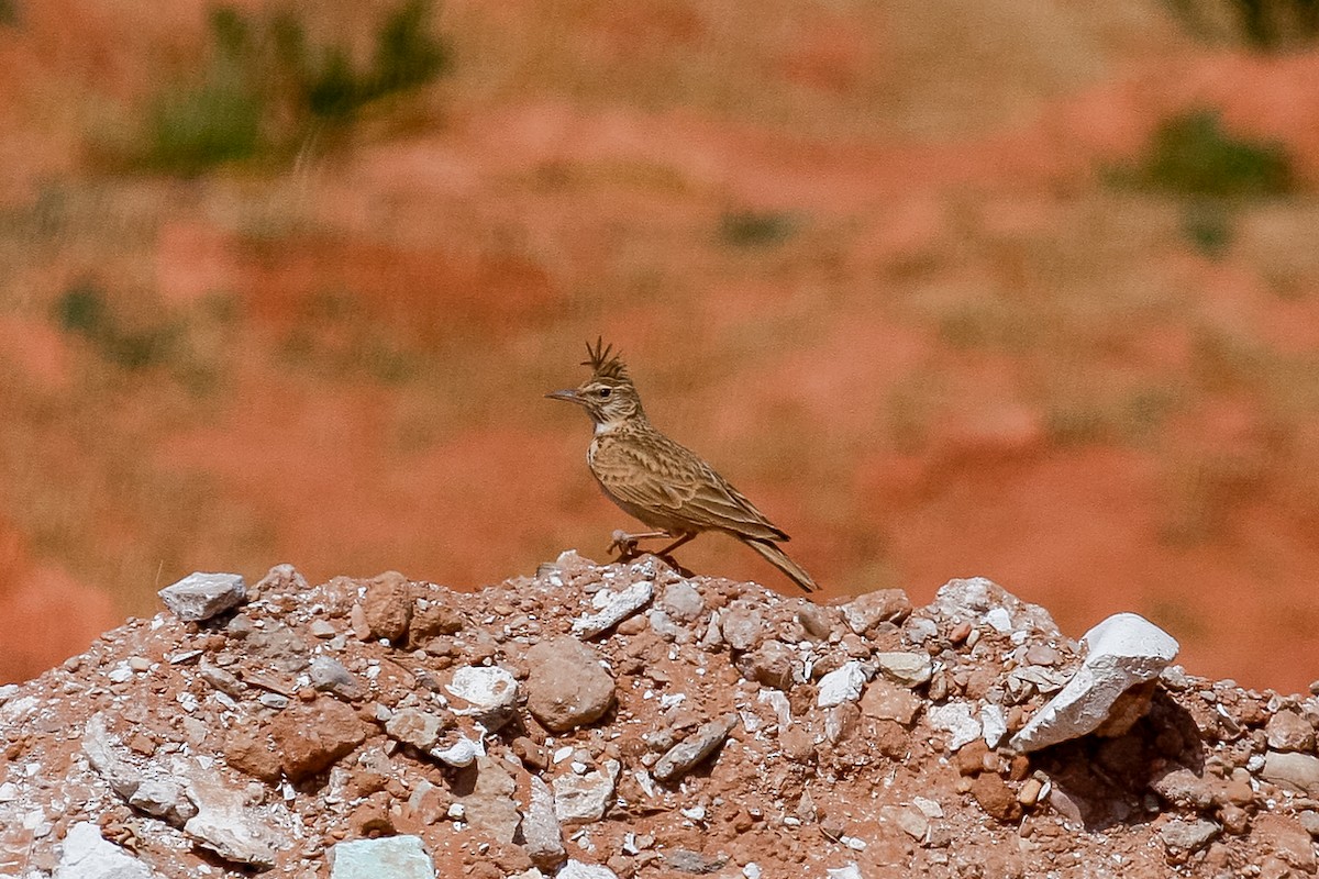 Crested Lark (Maghreb) - Peter Kennerley