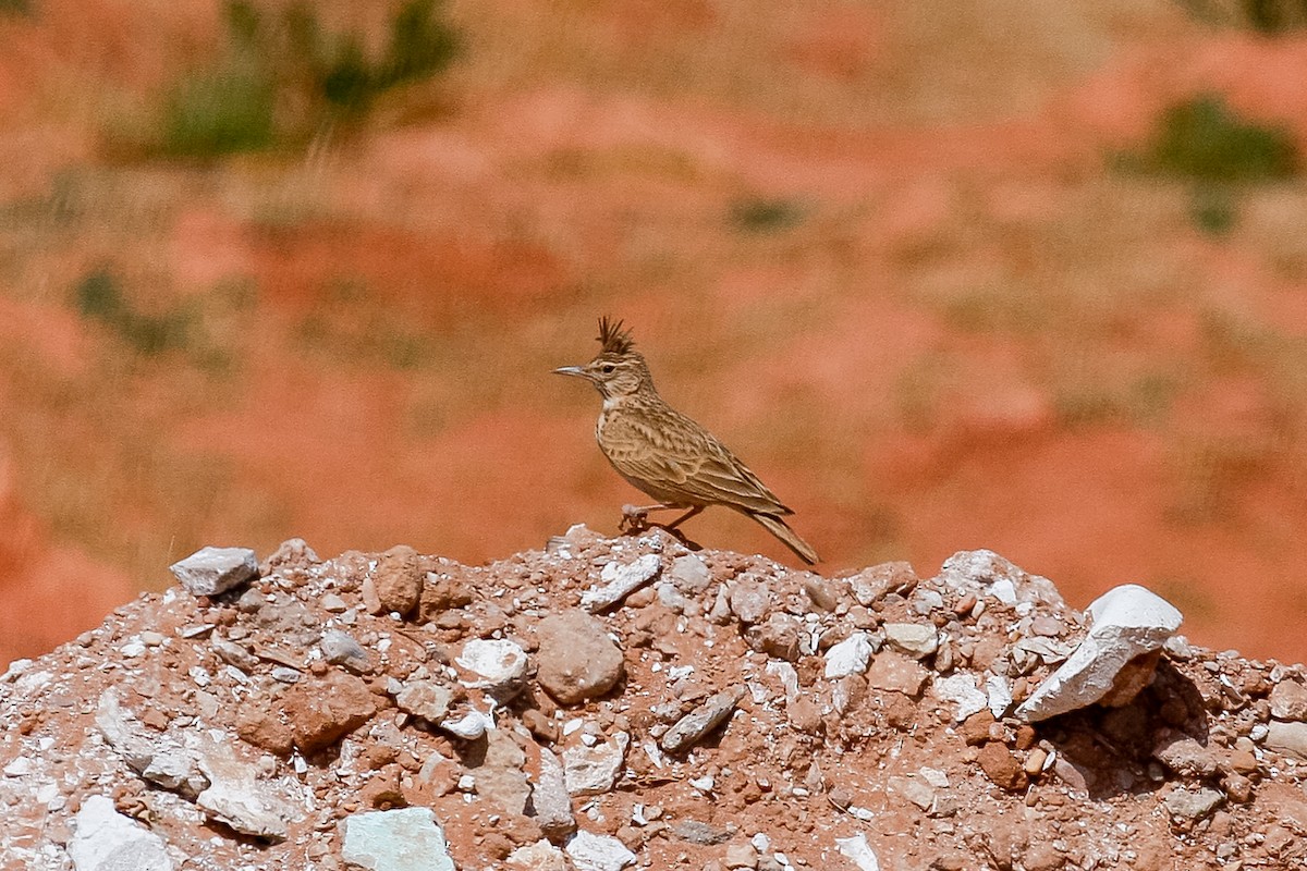 Crested Lark (Maghreb) - Peter Kennerley