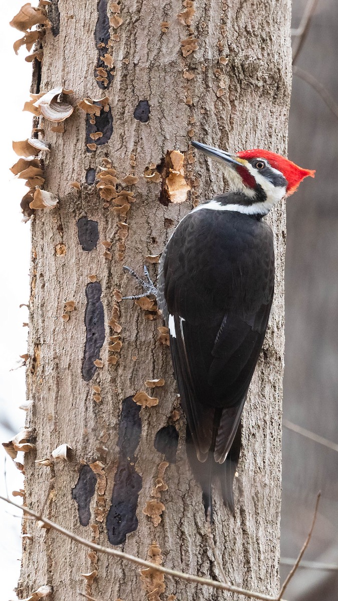 Pileated Woodpecker - ML409301591