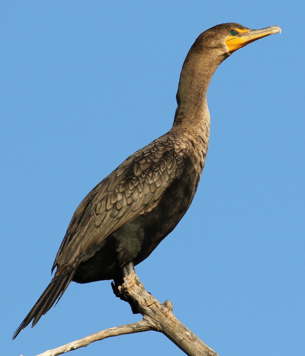 Double-crested Cormorant - Jean Suplick