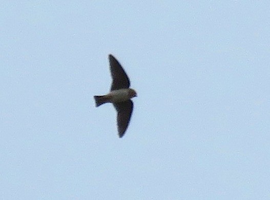 Cave Swallow - ML40931131