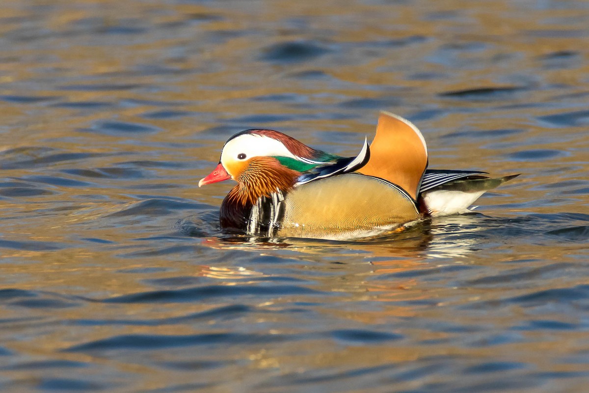 Mandarin Duck - Honza Grünwald
