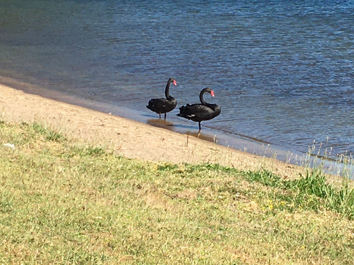 Black Swan - Stuart Nicholson
