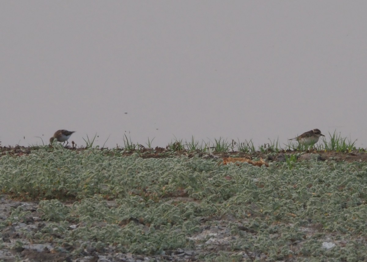 White-fronted Plover - ML409323831