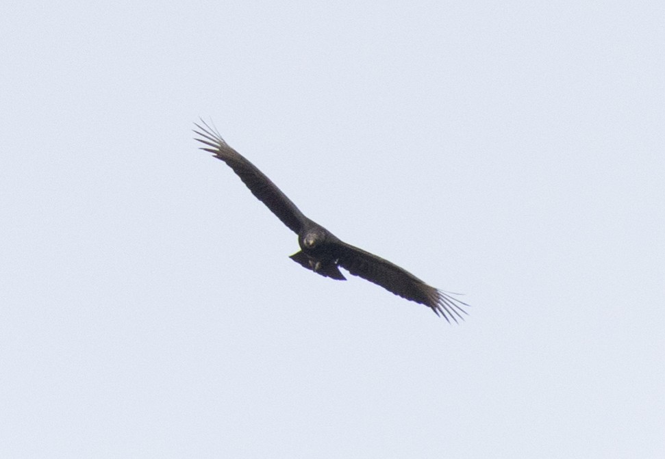 Black Vulture - ML409326281