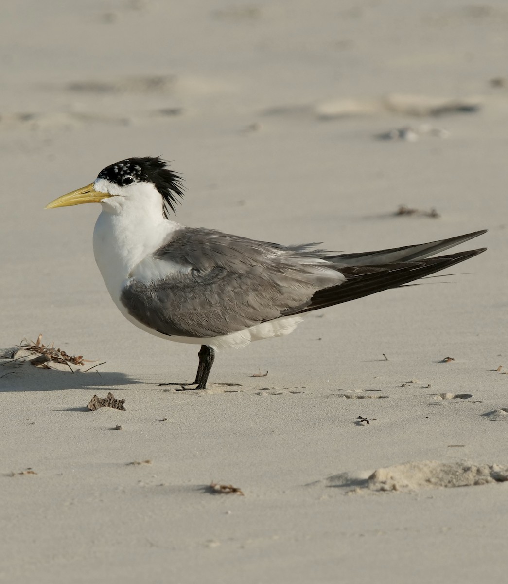 Great Crested Tern - ML409328371