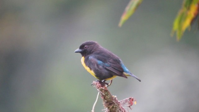 Black-and-gold Tanager - ML409328861